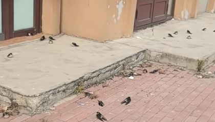 黑龙江五常上百只燕子滞留没南飞冻死不少，当地林草局：自然现象，气温骤降燕崽没扛住