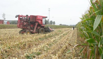 阴雨50天，他用3200块救回30万斤玉米