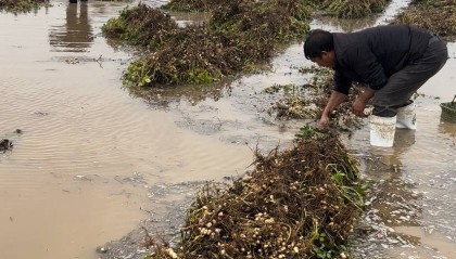 夏旱之后又秋涝，一位河南农户的花生抢收战
