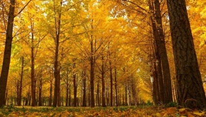 济南黄河槐荫段千亩银杏进入最佳观赏季