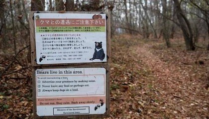日本遭遇“熊灾”！已致10人死亡，创历史新高