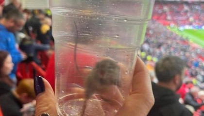 不愧是黑猫！桑德兰女球迷在曼联主场抓到一只活老鼠