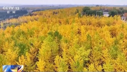 多地秋天“迟到早退” 秋季为何越来越短了？
