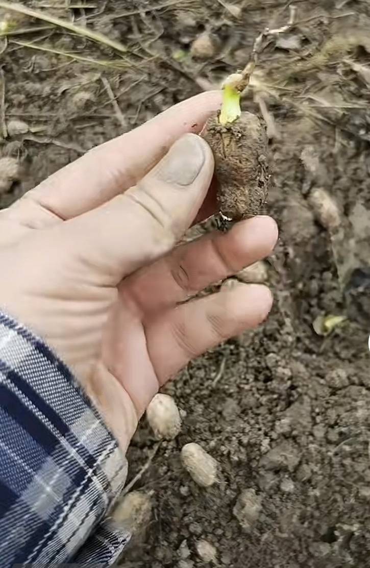 夏旱之后又秋涝,一位河南农户的花生抢收战