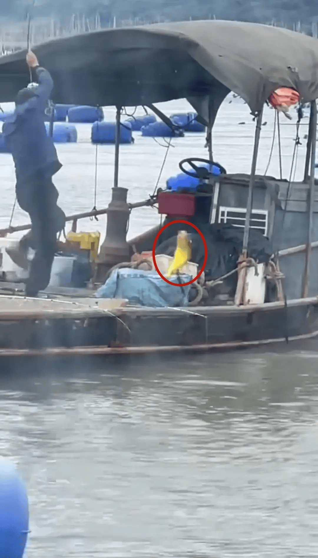 福建大爷海上钓起一条“黄金鱼”,引得围观群众“哇声一片”,有人估算一条能卖2万多