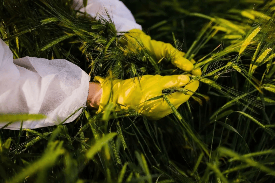 警惕!田里有间谍
