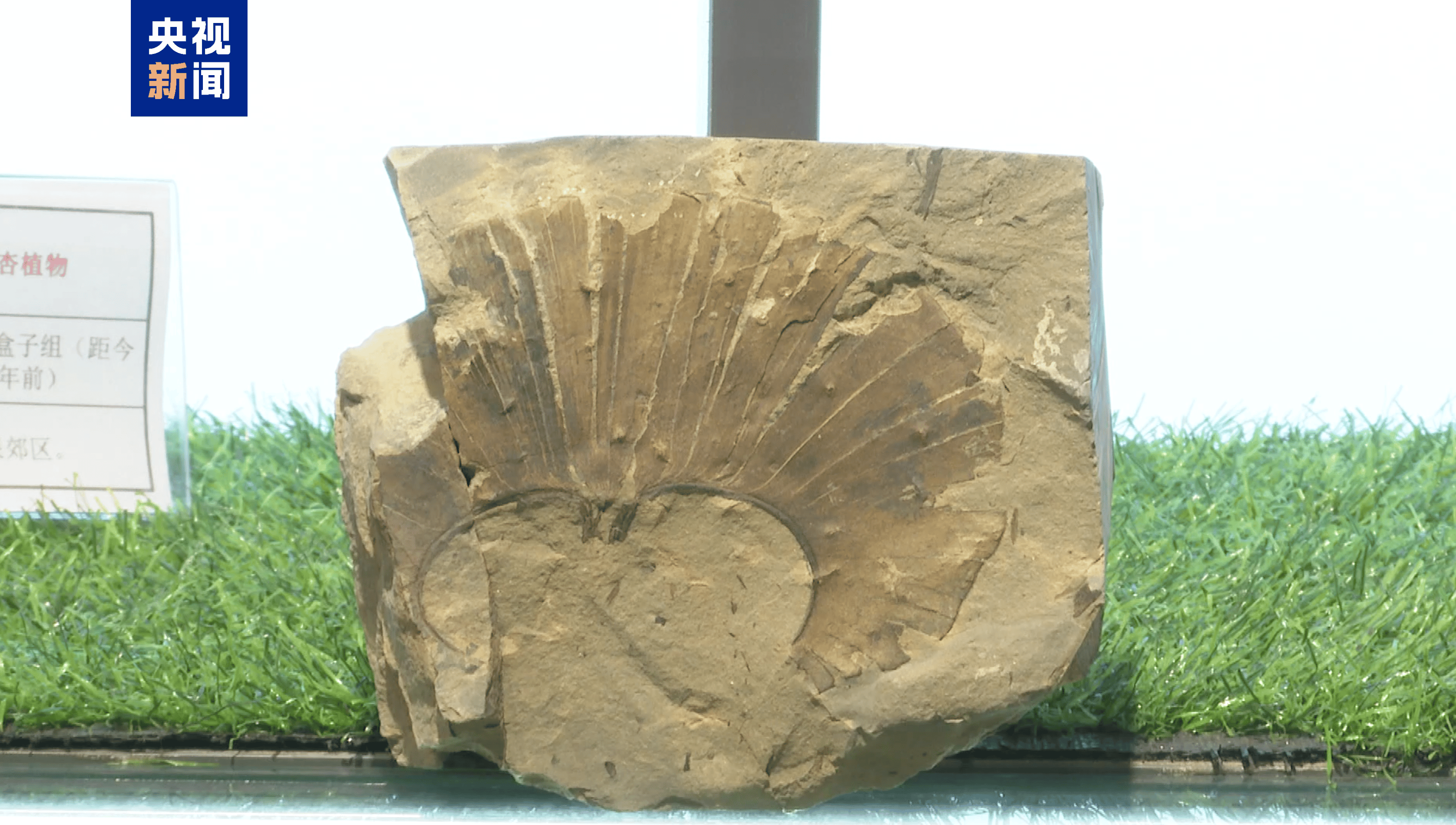 距今约2.8亿年!山西阳泉矿区发现远古银杏化石