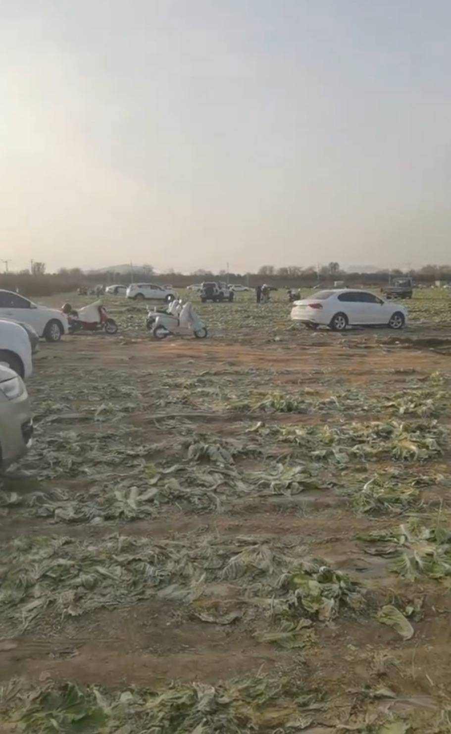 数百人在内蒙古一菜地“免费摘白菜”,菜农损失近百万,知情人发声,律师:违法侵权